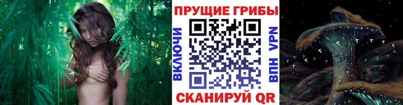 купить Мурино Псилоцибиновые грибы MAGIC MUSHROOMS